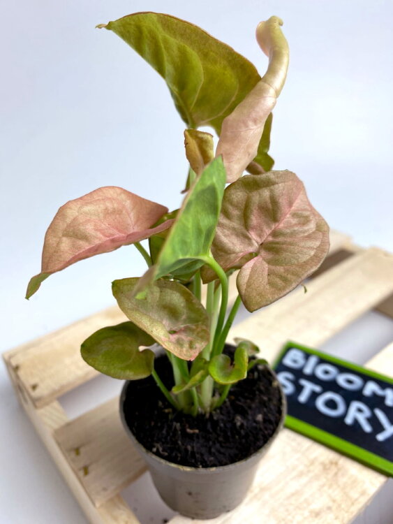 Сингониум Неон ⌀6 