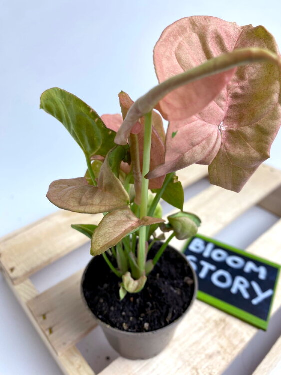 Сингониум Неон ⌀6 