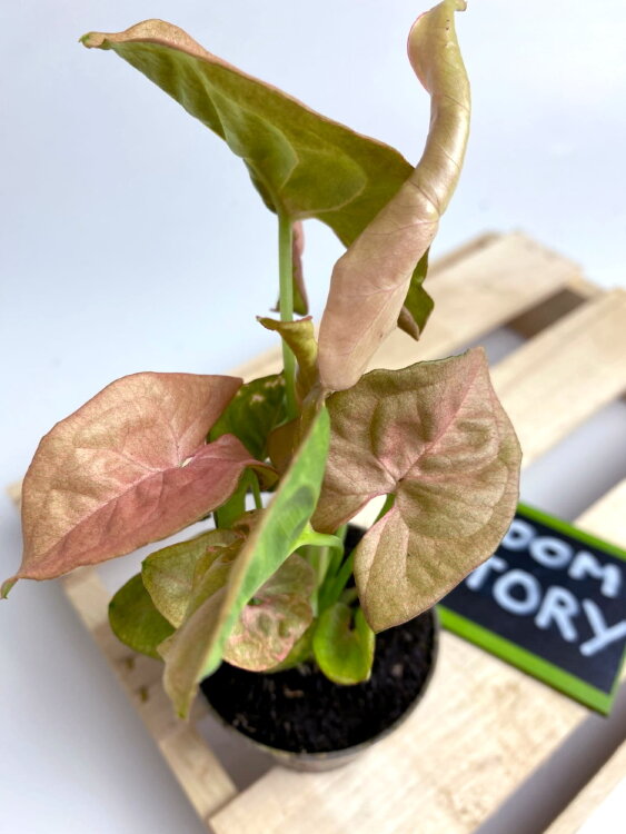 Сингониум Неон ⌀6 