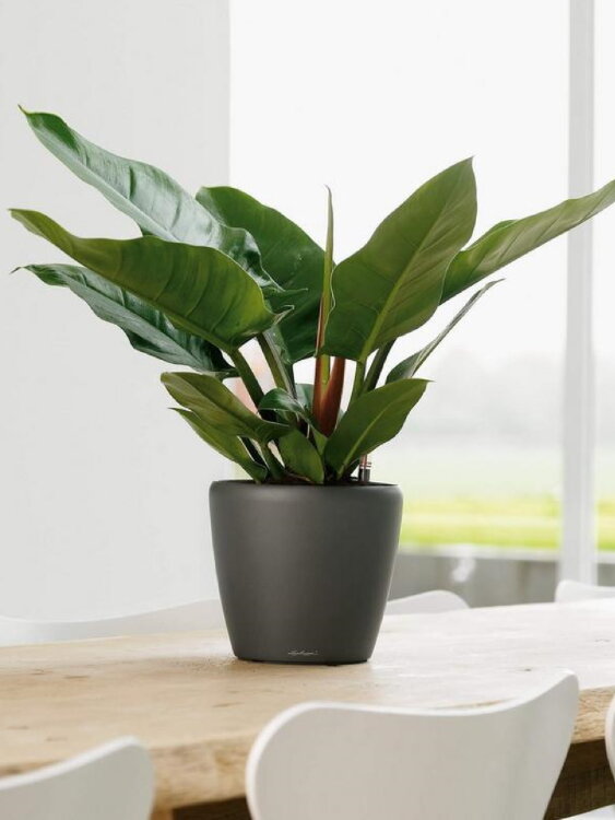 Кашпо Lechuza Classico LS антрацит 