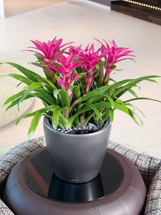 Кашпо Lechuza Classico LS антрацит 