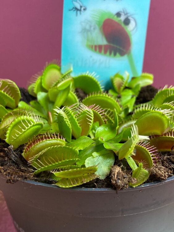 Мухоловка Дионея ⌀12  Мухоловка Дионея ⌀12