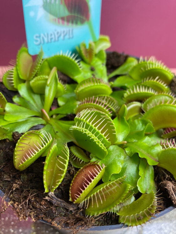 Мухоловка Дионея ⌀12  Мухоловка Дионея ⌀12