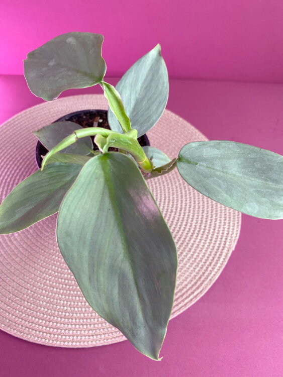 Филодендрон Сильвер Квин ⌀12 30 см 