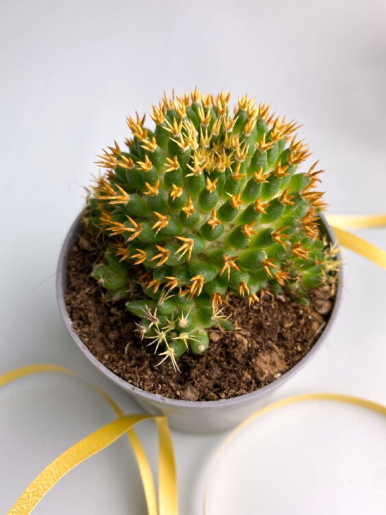 Маммиллярия Камптотриха Брю ⌀7 