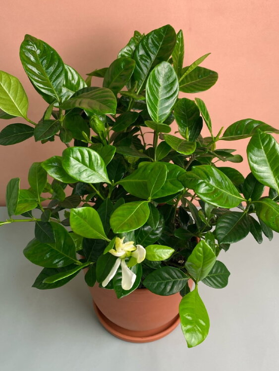 Гардения в терракоте 