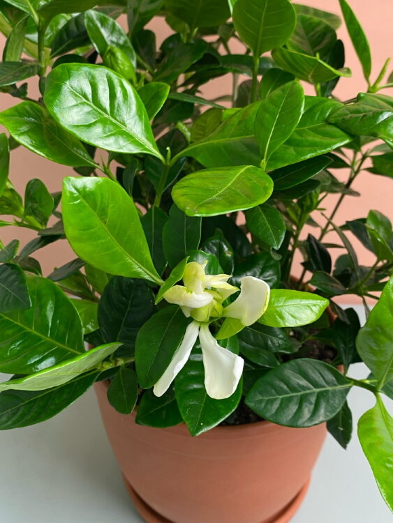 Гардения в терракоте 