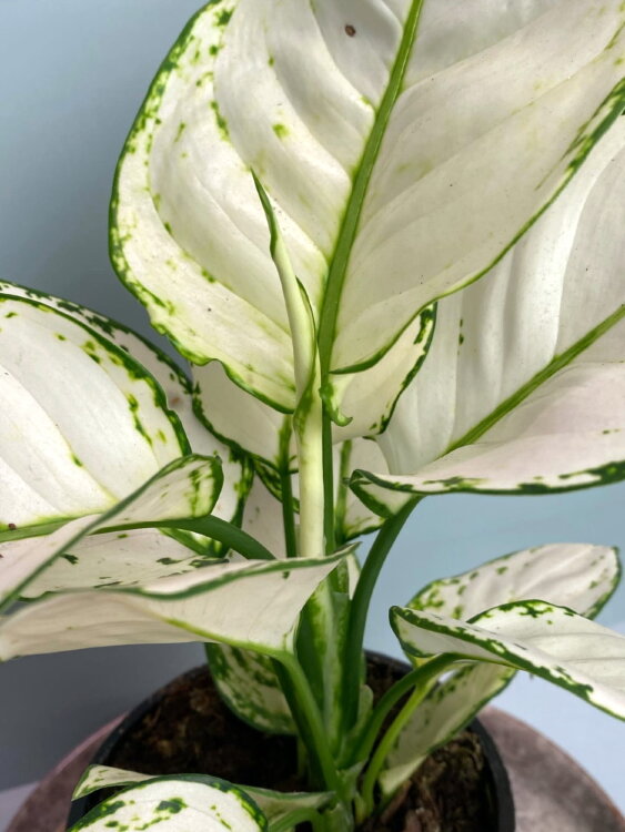 Аглаонема Вайт Джой ⌀12 30 см 