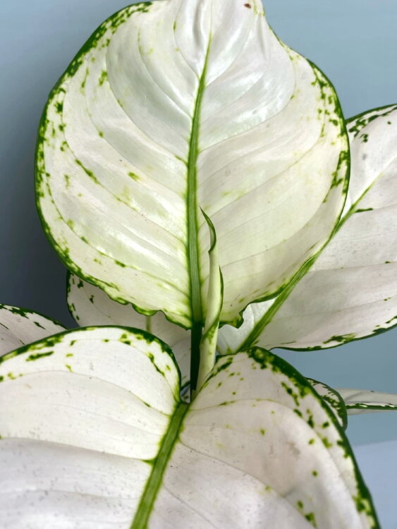 Аглаонема Вайт Джой ⌀12 30 см 