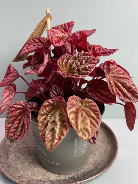 Пеперомия Квито ⌀14  Пеперомия Квито ⌀14