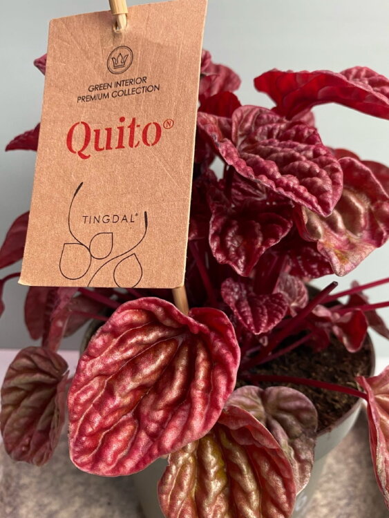 Пеперомия Квито ⌀14  Пеперомия Квито ⌀14