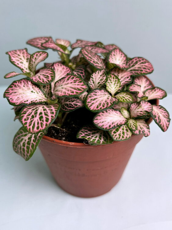 Фиттония розовая Пинк Форест ⌀12 