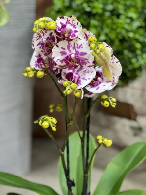 Орхидея Фаленопсис Бернадетта ⌀12 45 см