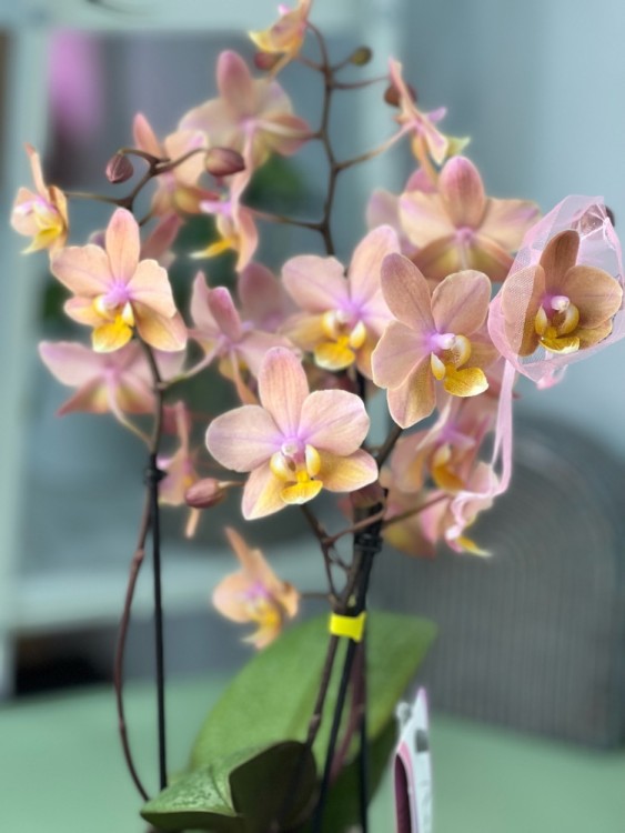 Орхидея Мультифлора Тропикал (Арома) ⌀12 40 см 