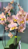 Орхидея Мультифлора Тропикал (Арома) ⌀12 40 см 