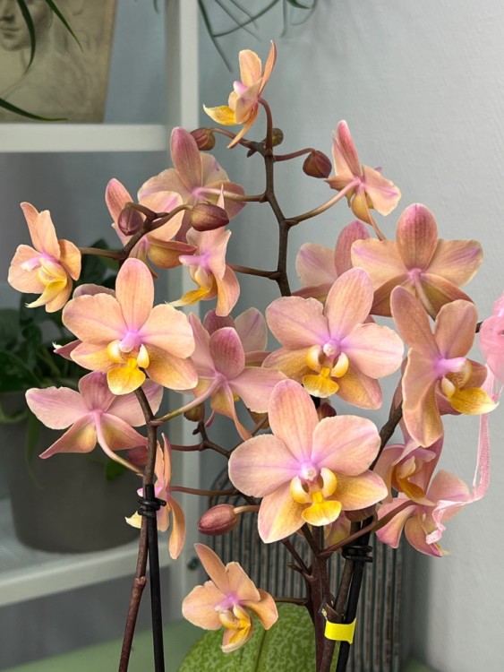 Орхидея Мультифлора Тропикал (Арома) ⌀12 40 см 