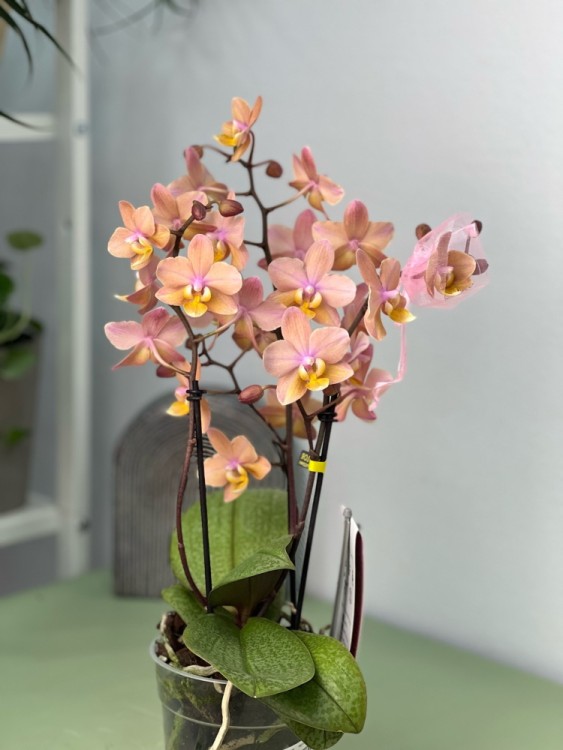 Орхидея Мультифлора Тропикал (Арома) ⌀12 40 см 