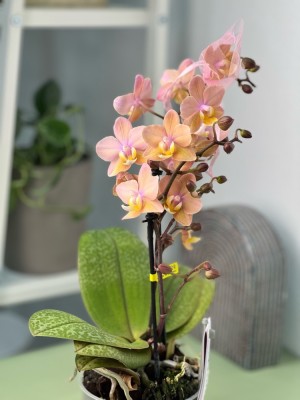 Орхидея Мультифлора Тропикал (Арома) ⌀12 40 см
