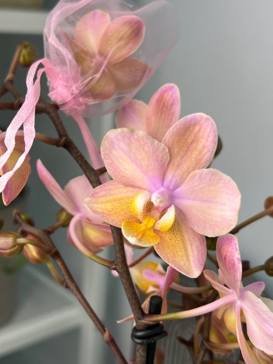 Орхидея Мультифлора Тропикал (Арома) ⌀12 40 см 