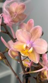Орхидея Мультифлора Тропикал (Арома) ⌀12 40 см 