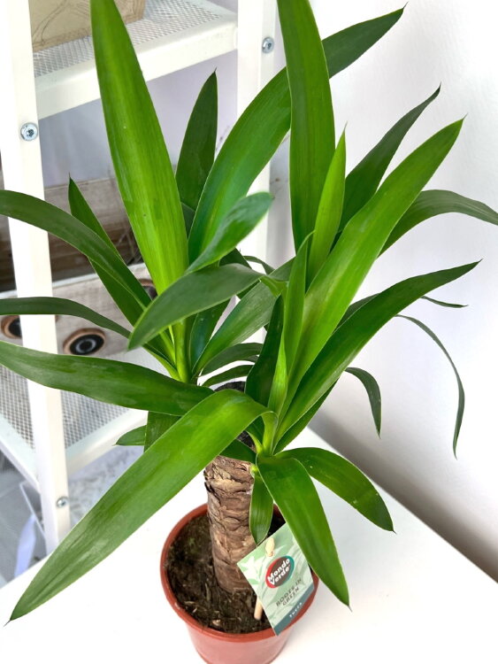 Юкка ⌀12 40 см 