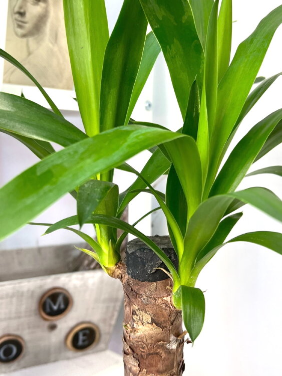 Юкка ⌀12 40 см 