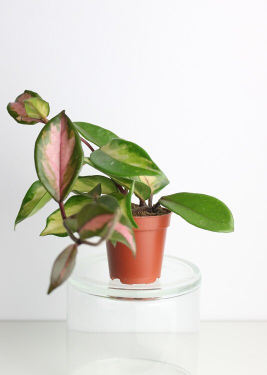 Хойя Карноза Триколор ⌀6 15 см 