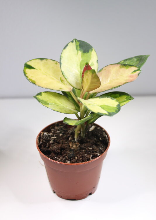 Хойя Карноза Триколор ⌀6 15 см 