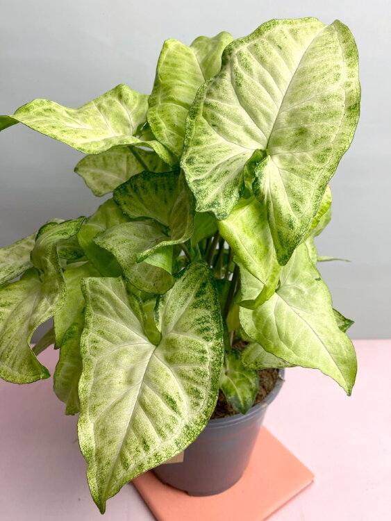 Сингониум Вайт Батерфляй ⌀14 35 см 