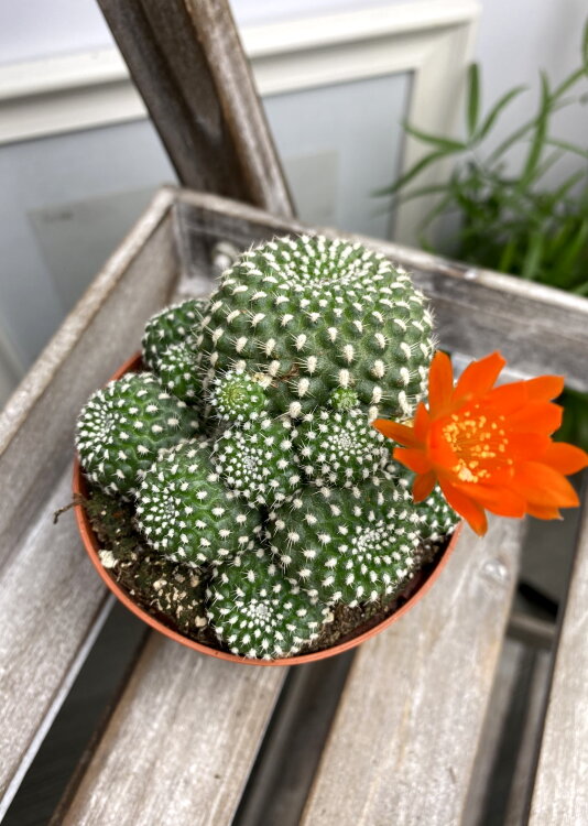 Сулькоребуция Хелиосоидес ⌀8 