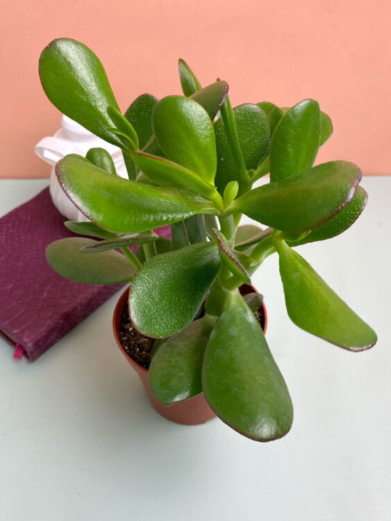 Крассула Овата ⌀8 15 см 