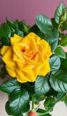 Роза Кордана Гранде жёлтая ⌀12 35 см 