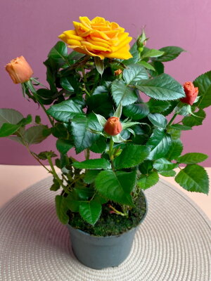 Роза Кордана Гранде жёлтая ⌀12 35 см