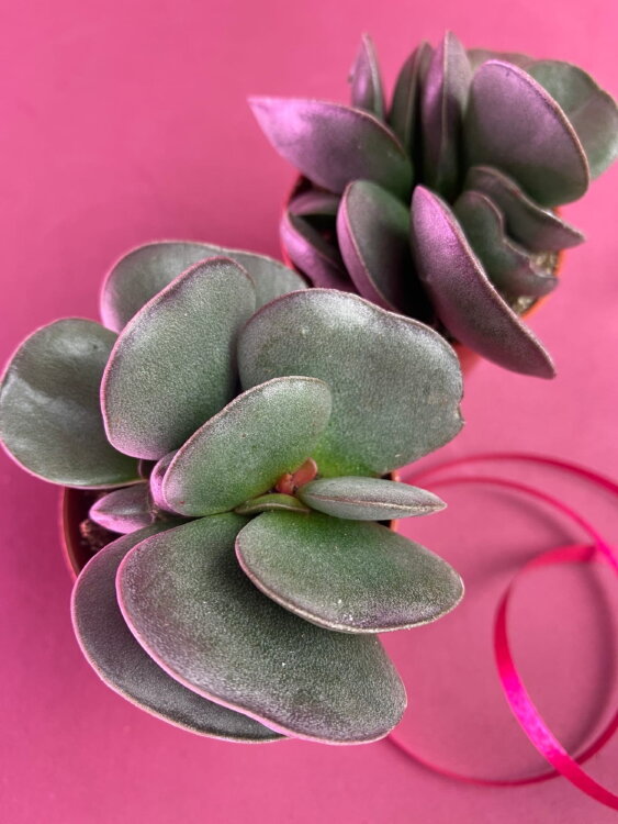 Адромискус Тригинус ⌀5 