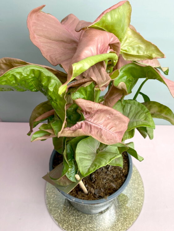 Сингониум Неон ⌀14 