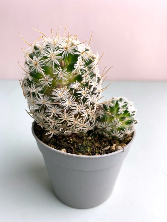 Маммиллярия Дюве ⌀7 