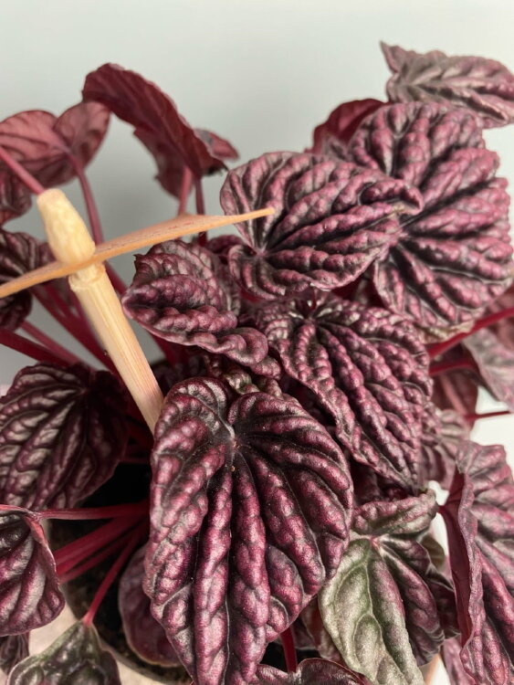 Пеперомия Ред Луна ⌀14 