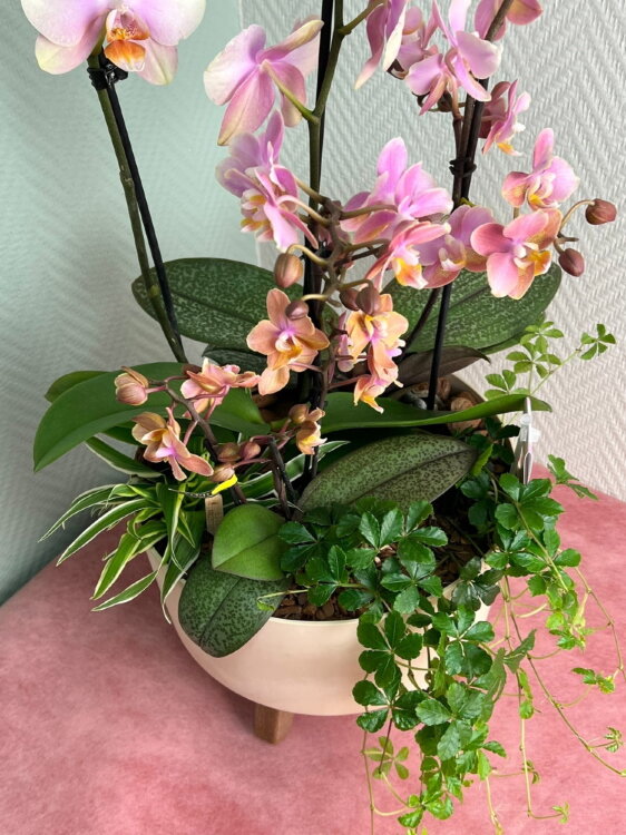 Композиция из орхидей Мультифлора 