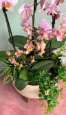 Композиция из орхидей Мультифлора 