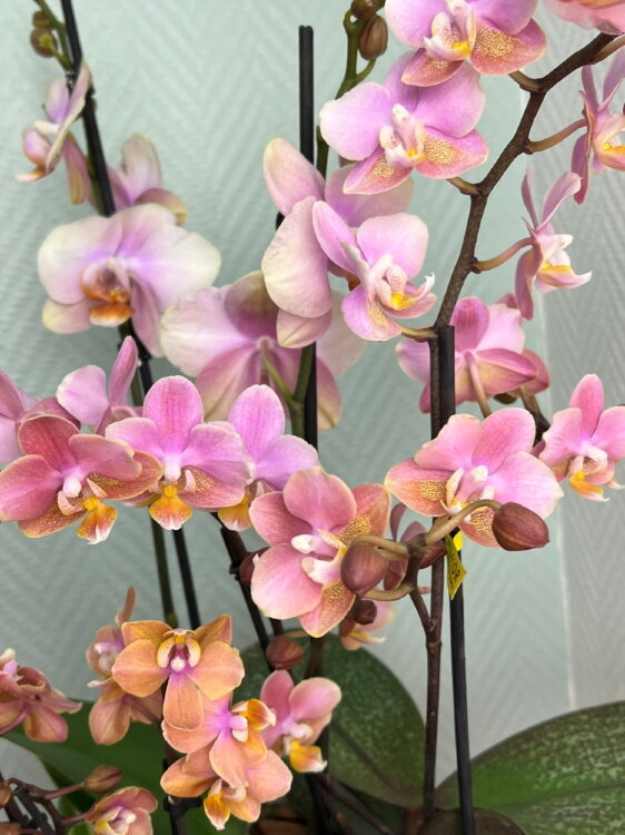 Композиция из орхидей Мультифлора 