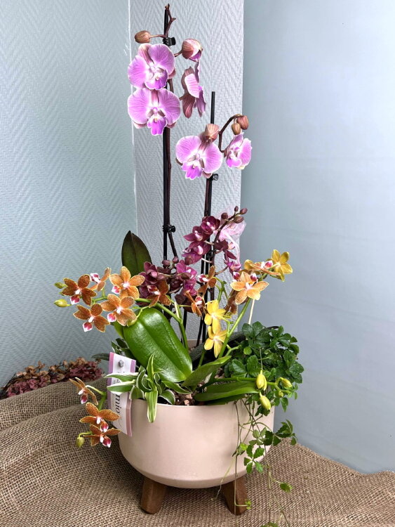 Композиция из орхидей Мультифлора 