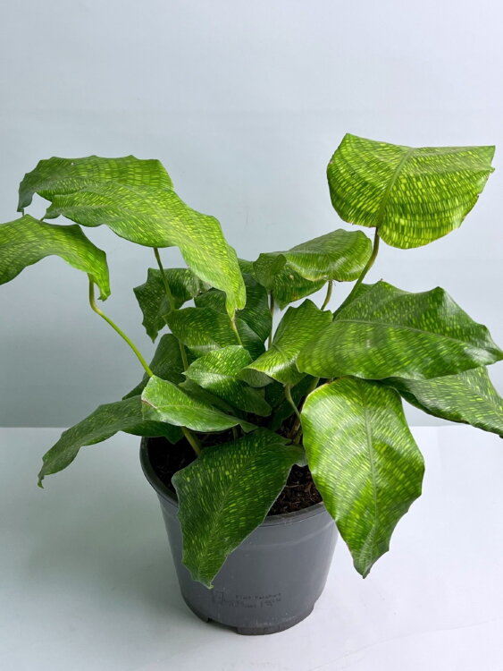 Калатея Нетворк ⌀14 45 см 