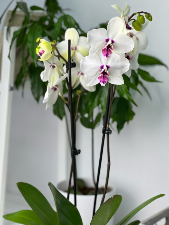 Орхидея Фаленопсис Мунлайт ⌀12 60 см 