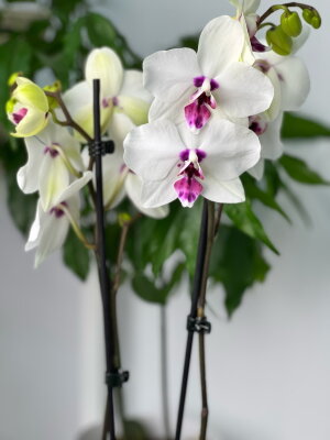 Орхидея Фаленопсис Мунлайт ⌀12 60 см