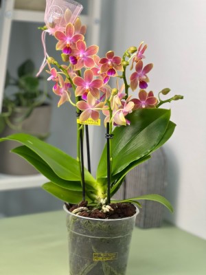 Орхидея Мультифлора Спайси (Арома) ⌀12 40 см