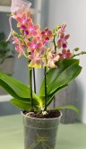 Орхидея Мультифлора Спайси (Арома) ⌀12 40 см 