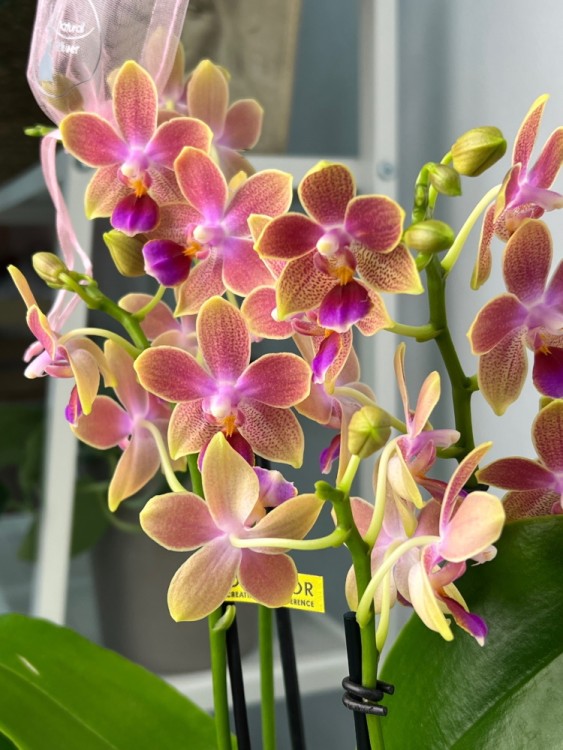 Орхидея Мультифлора Спайси (Арома) ⌀12 40 см 