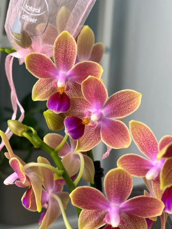 Орхидея Мультифлора Спайси (Арома) ⌀12 40 см 