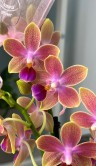 Орхидея Мультифлора Спайси (Арома) ⌀12 40 см 