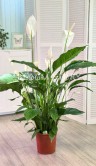 Спатифиллум Свит Себастиан ⌀24 110 см 